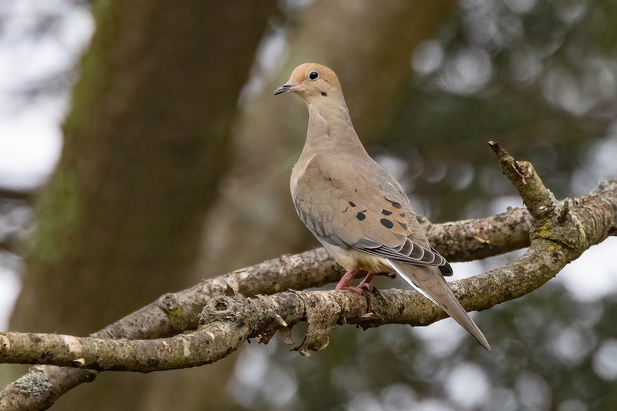 Mourning Dove - Chris S. Wood