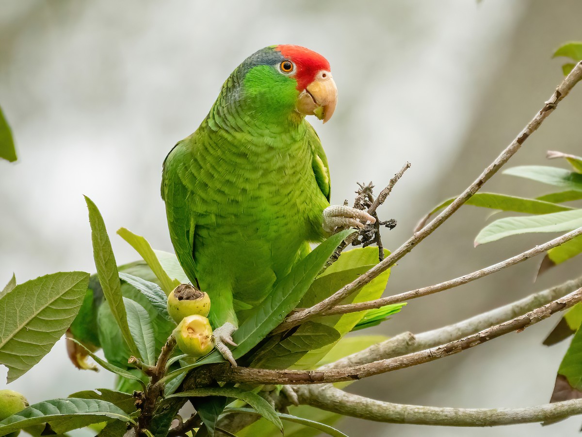 Red-crowned Parrot - Amazona viridigenalis - Birds of the World