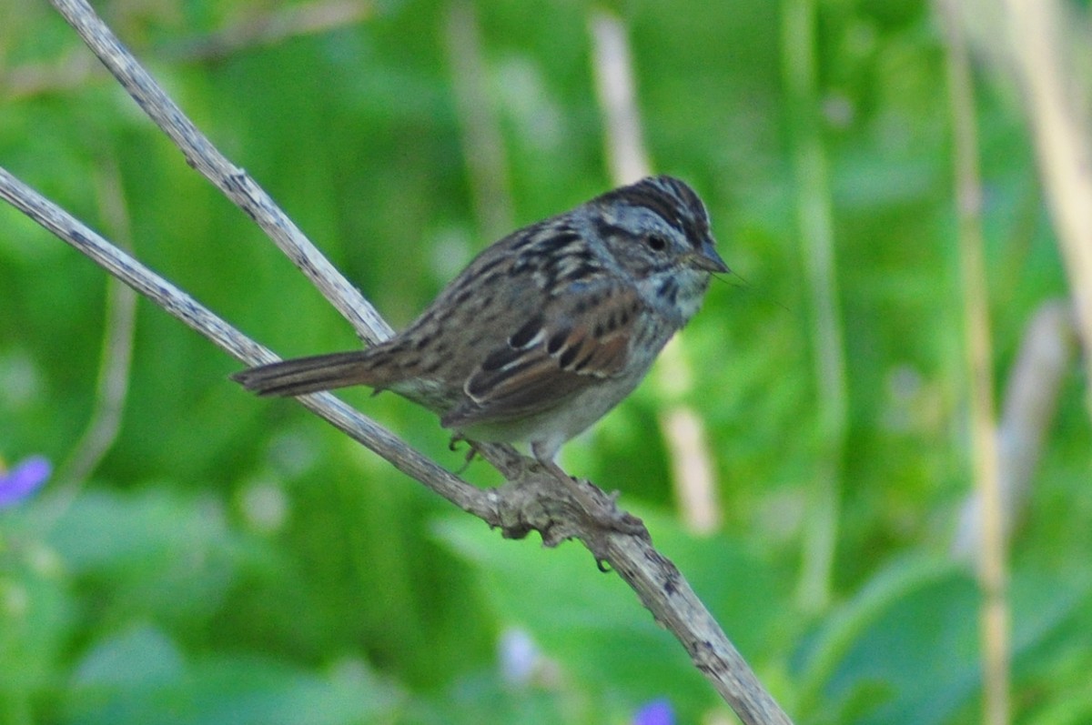 Swamp Sparrow - ML614642984