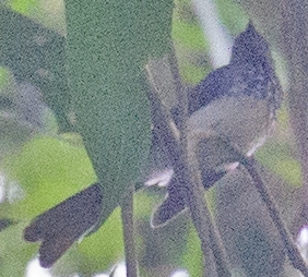 Spotted Fantail - ML614643093
