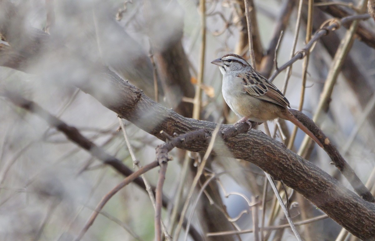 Cinnamon-tailed Sparrow - ML614643112