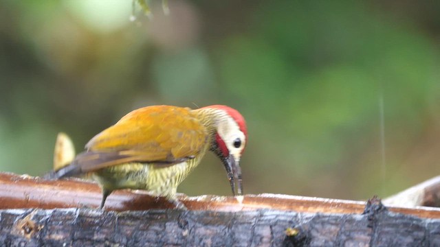 Golden-olive Woodpecker - ML614643198
