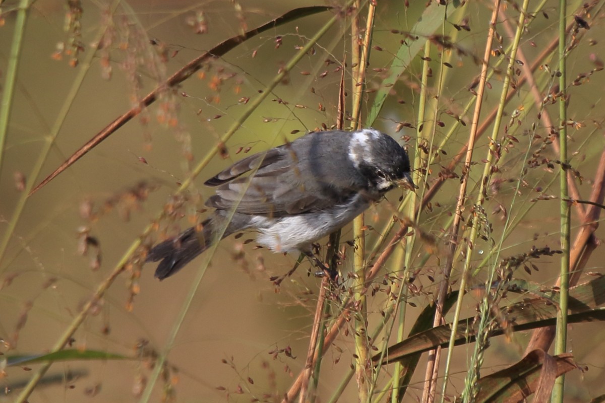 Double-collared Seedeater - ML61464321