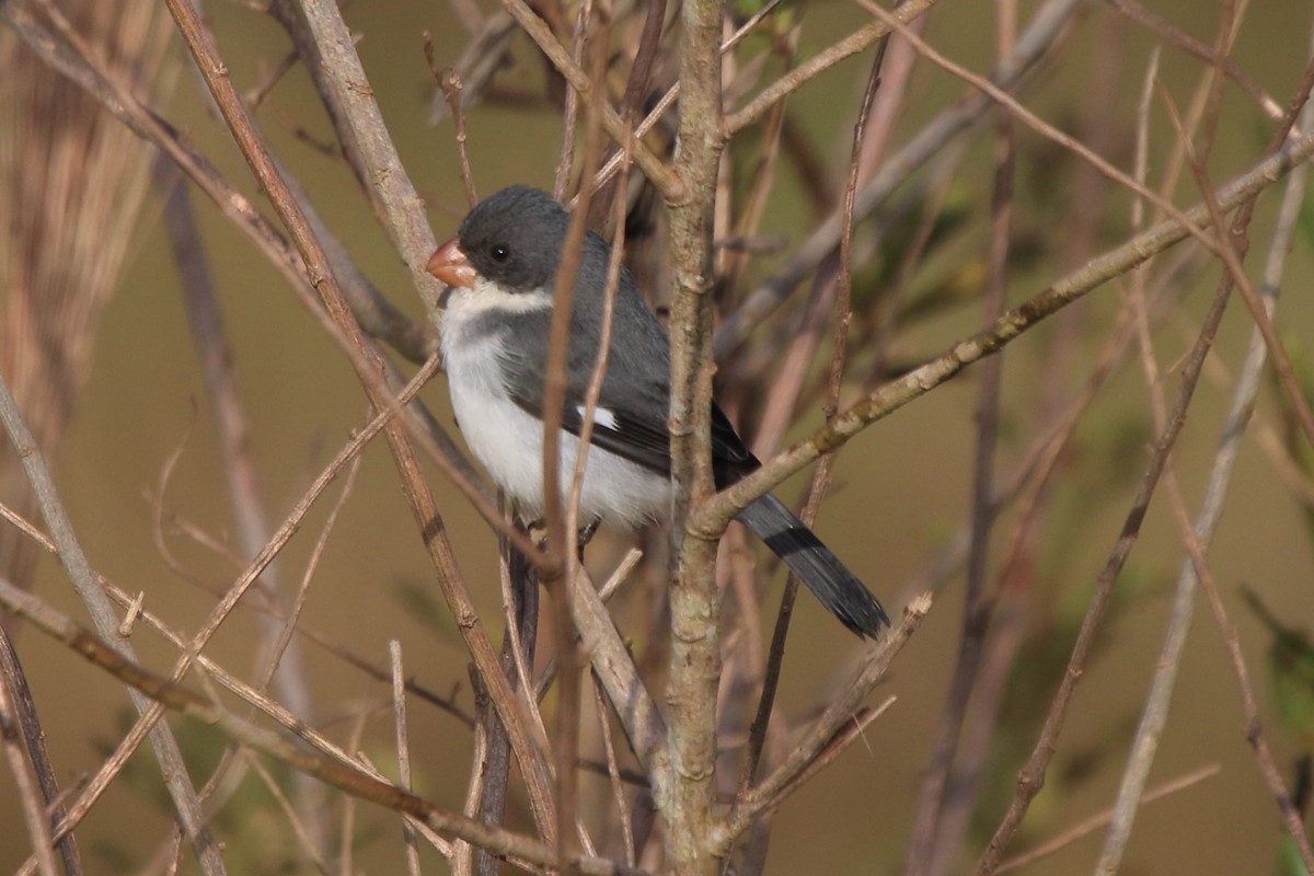 White-bellied Seedeater - ML61464331