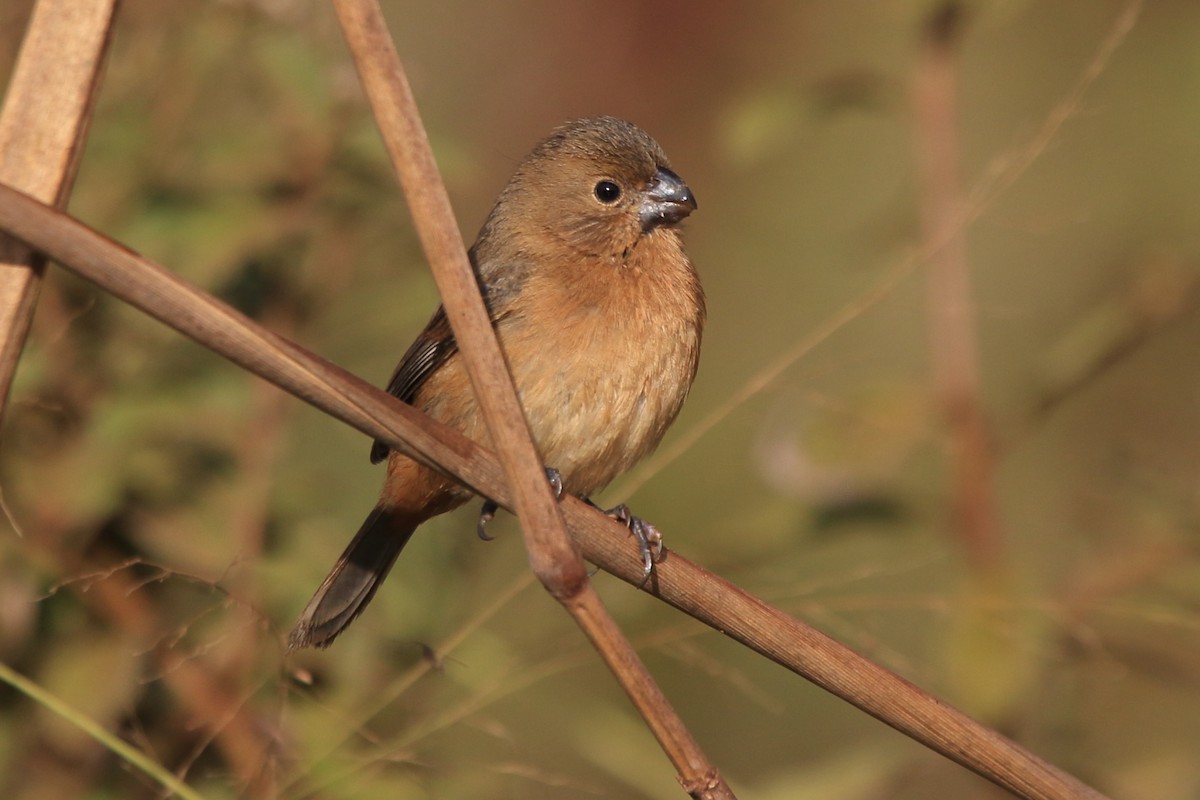 White-bellied Seedeater - Fabio Olmos