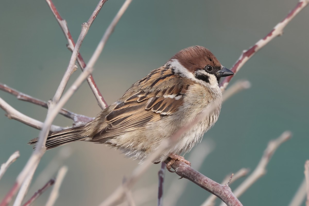 Eurasian Tree Sparrow - ML614643456