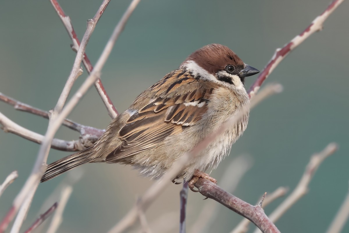 Eurasian Tree Sparrow - ML614643457