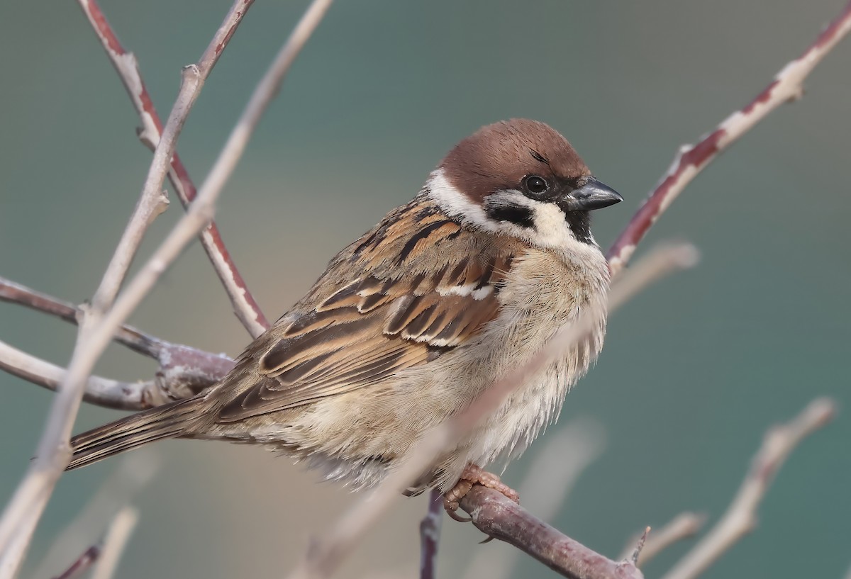 Eurasian Tree Sparrow - ML614643458