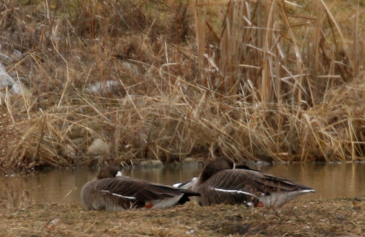 Greater White-fronted Goose - ML614643945