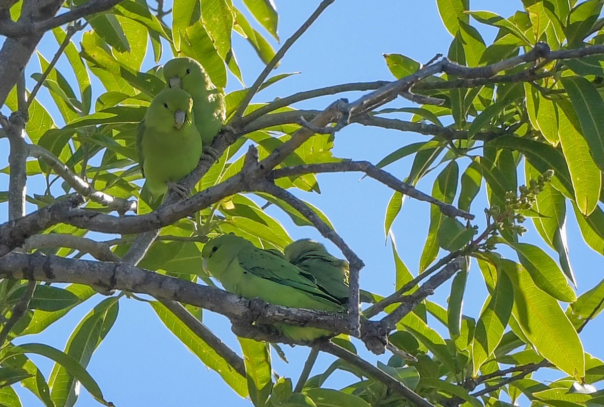 papoušíček mexický (ssp. cyanopygius) - ML614644206