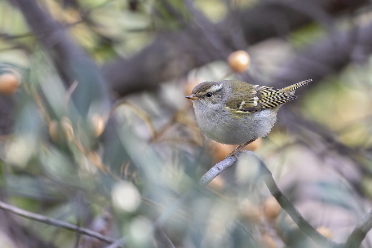 Yellow-browed Warbler - ML614644227