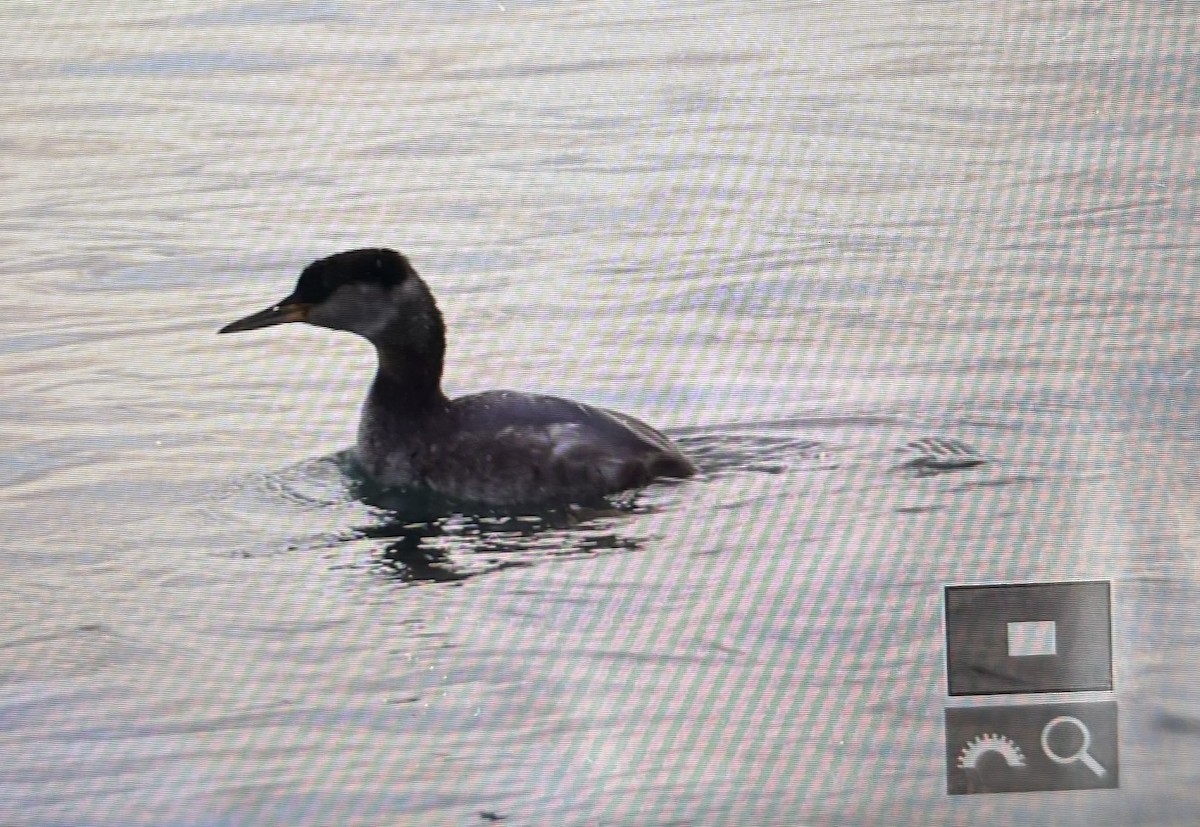 Red-necked Grebe - ML614644233