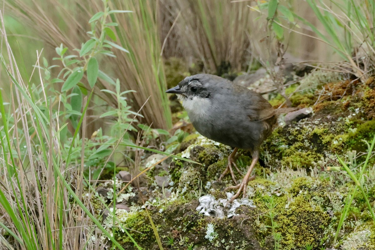 Zimmer's Tapaculo - ML614644386