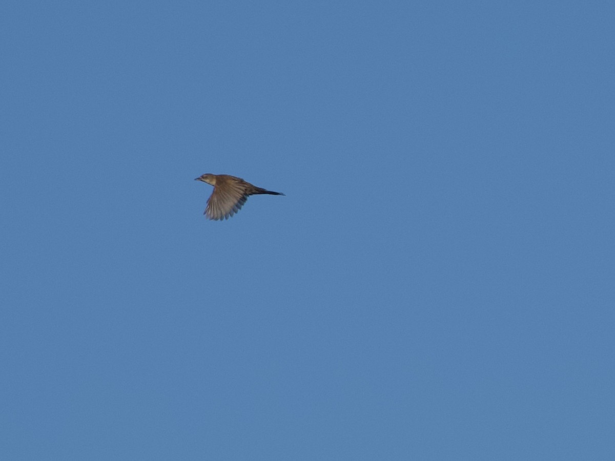 Fan-tailed Grassbird - GARY DOUGLAS