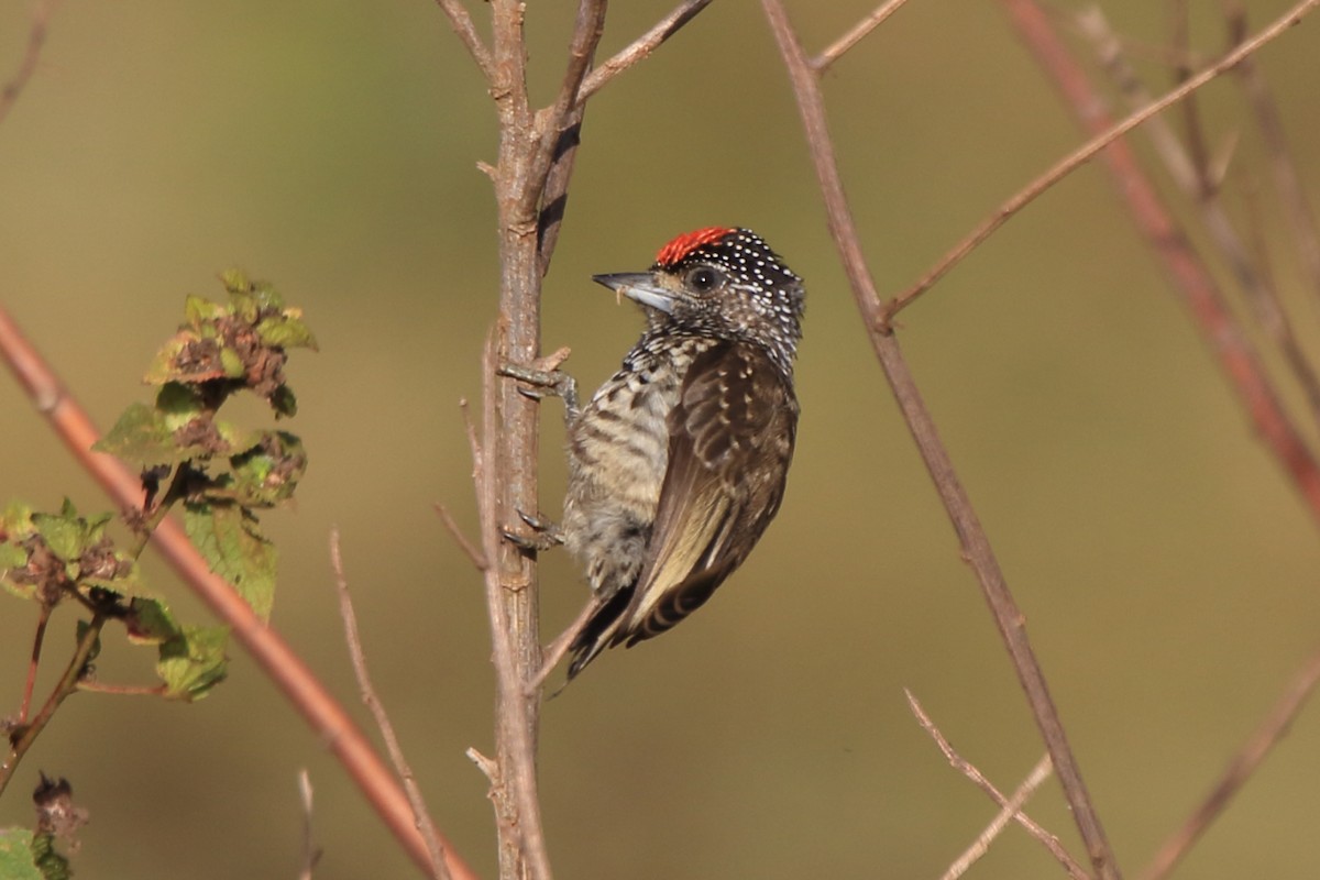 White-wedged Piculet - ML61464461