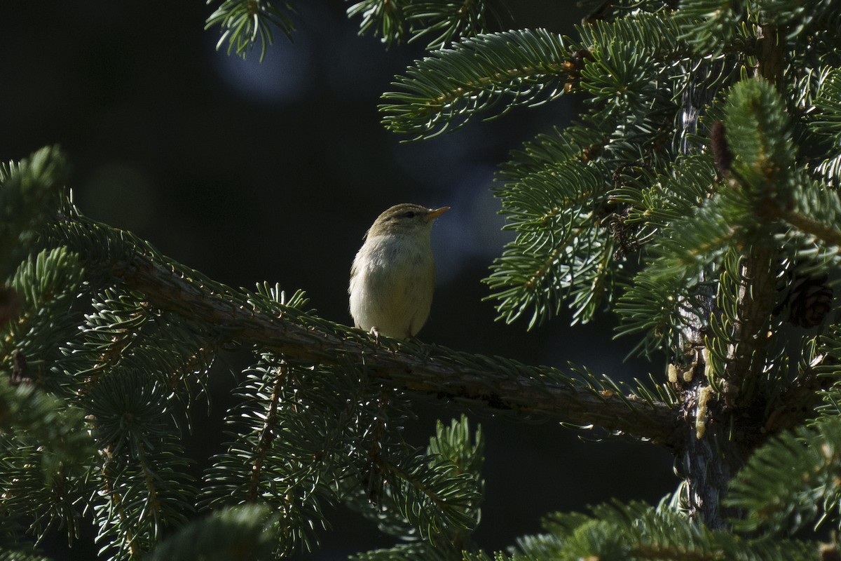 Hume's Warbler - ML614644777