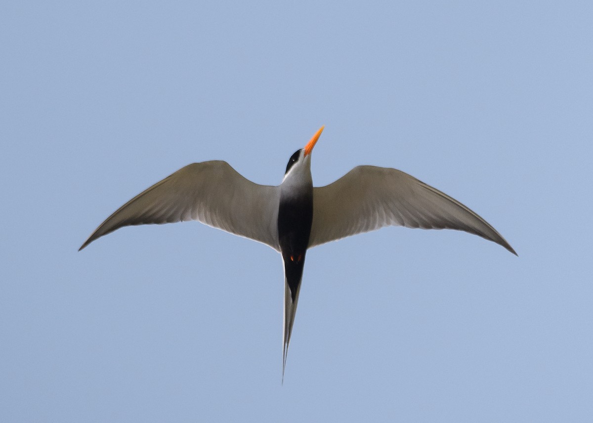 Black-bellied Tern - Srinivas Mallela
