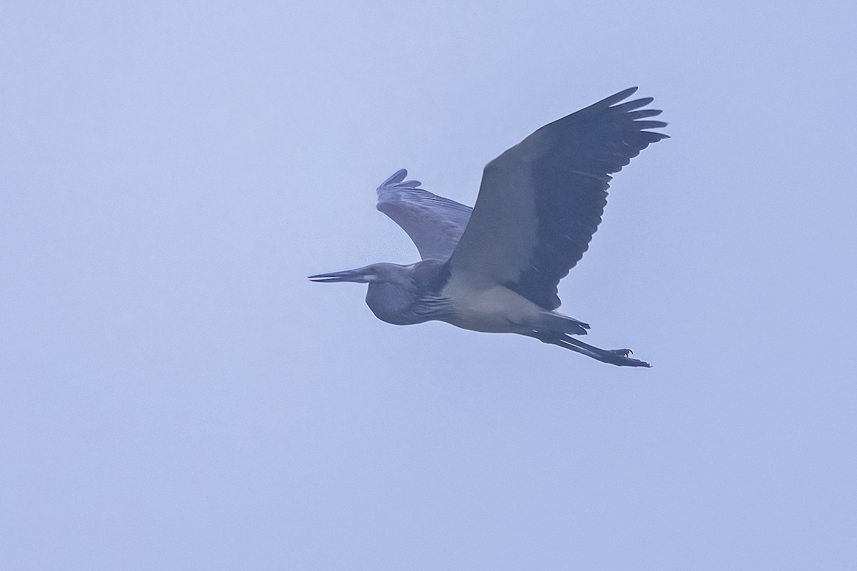 White-bellied Heron - ML614644923