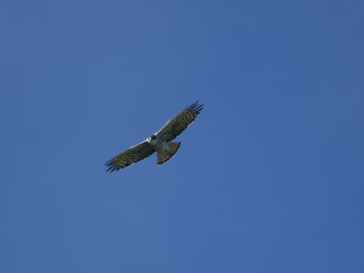 Ayres's Hawk-Eagle - ML614645007