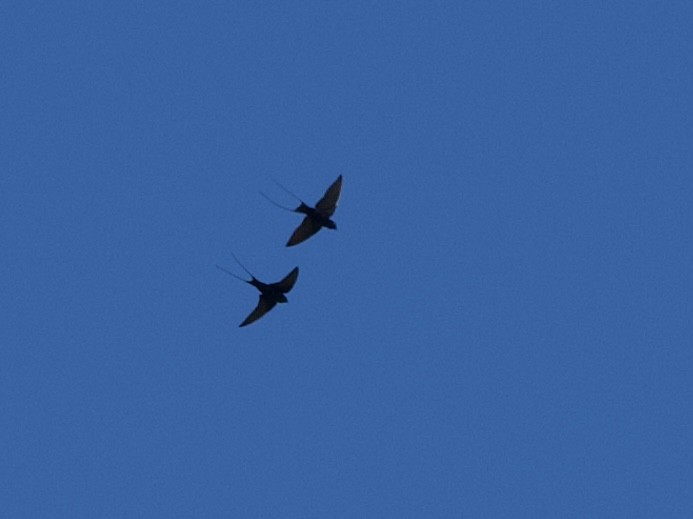 Montane Blue Swallow - ML614645009
