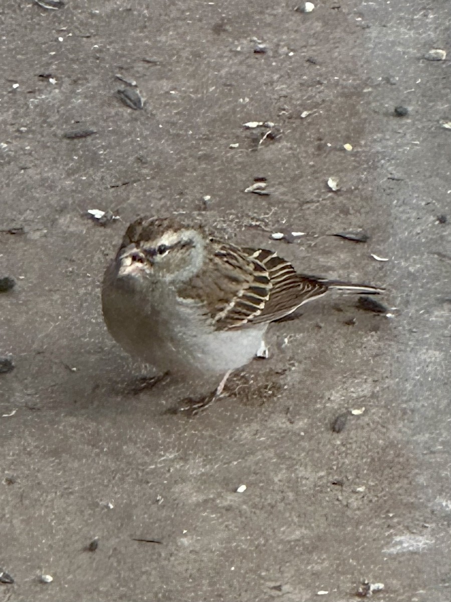 Chipping Sparrow - ML614645043