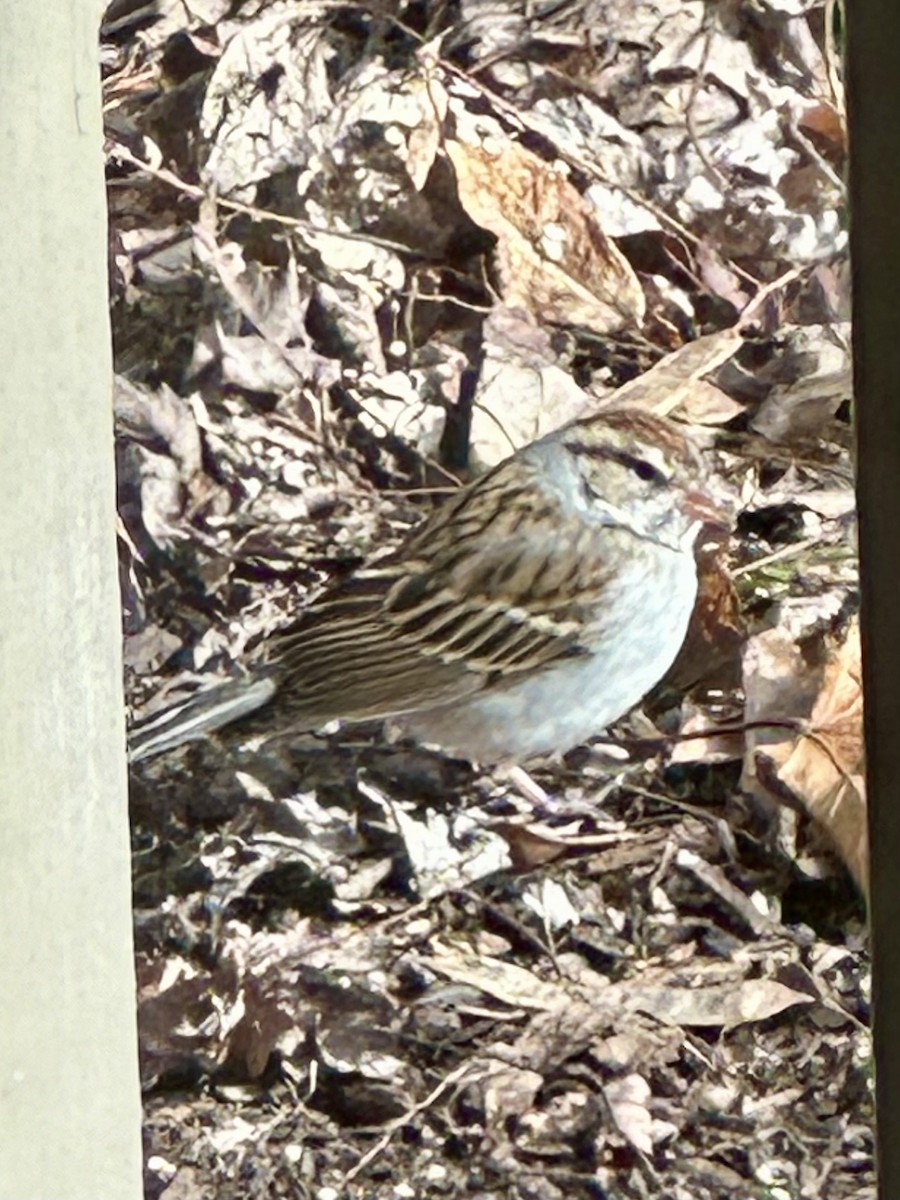 Chipping Sparrow - ML614645044