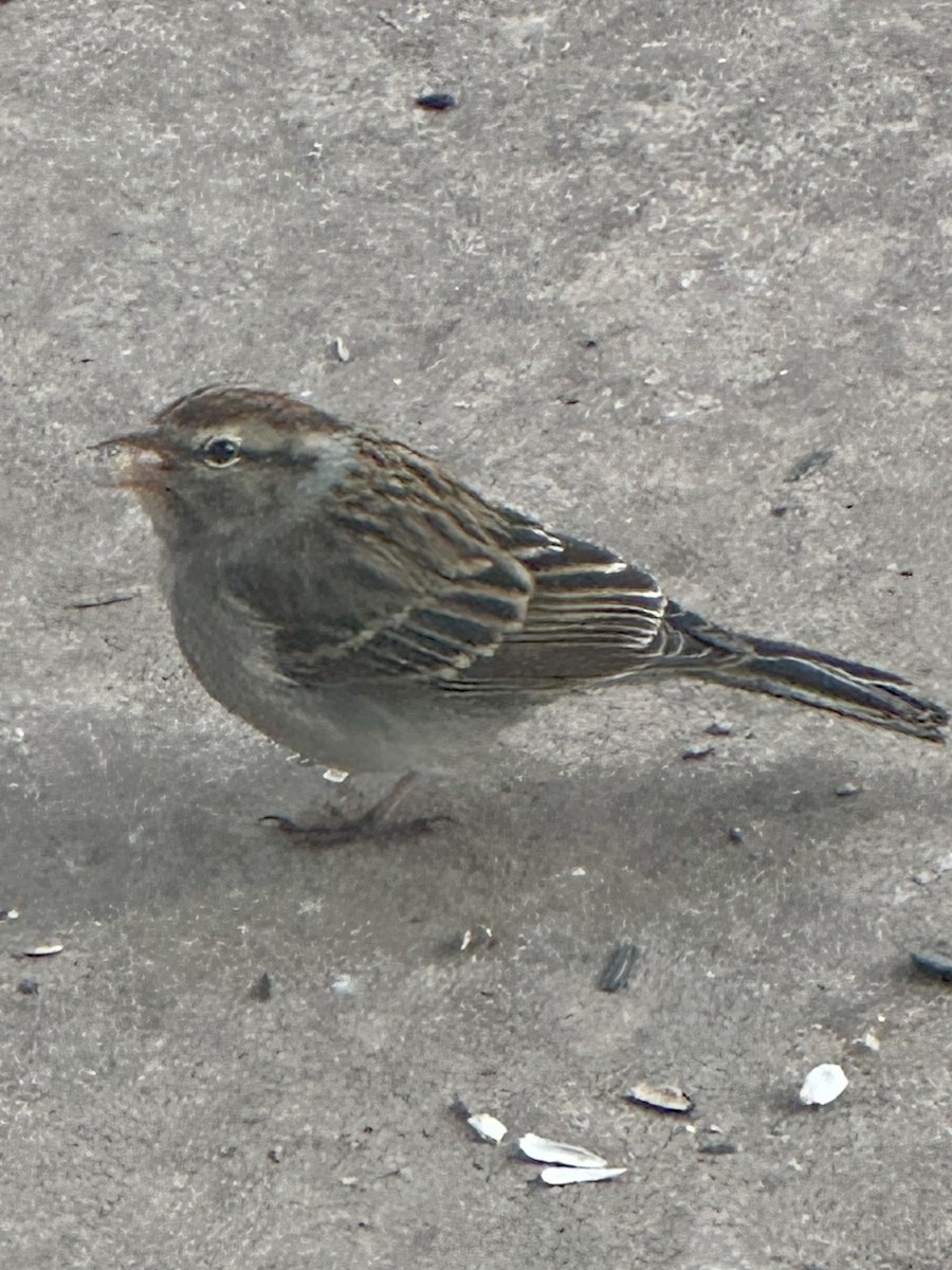 Chipping Sparrow - ML614645045