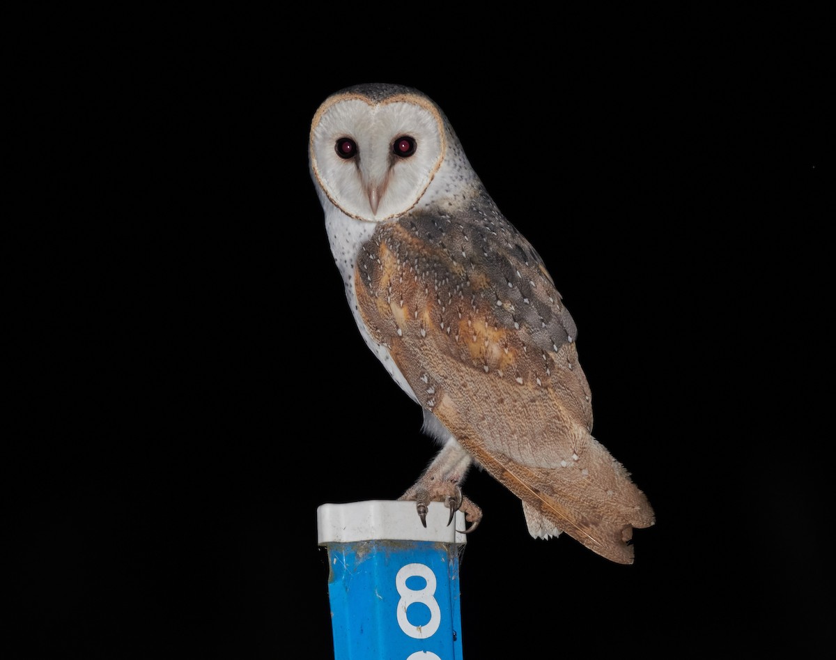Barn Owl (Eastern) - ML614645203