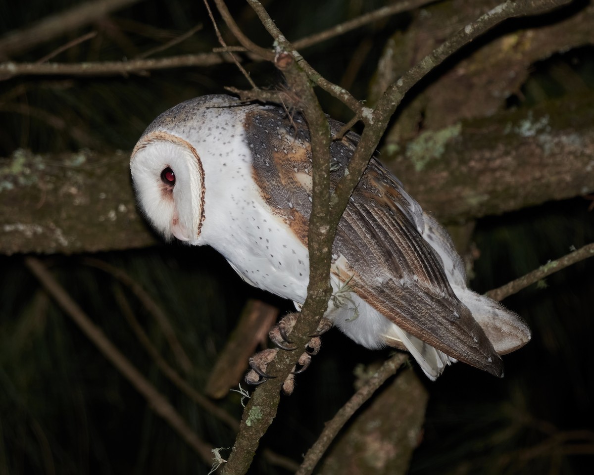 Barn Owl (Eastern) - ML614645219
