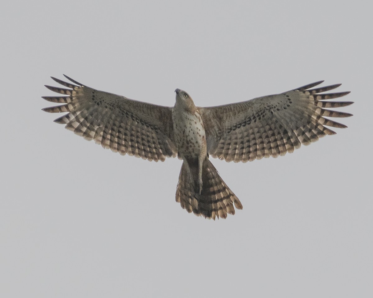 Changeable Hawk-Eagle - Srinivas Mallela