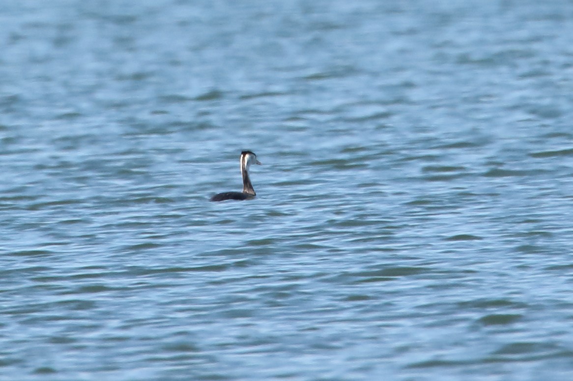Great Crested Grebe - ML614645509