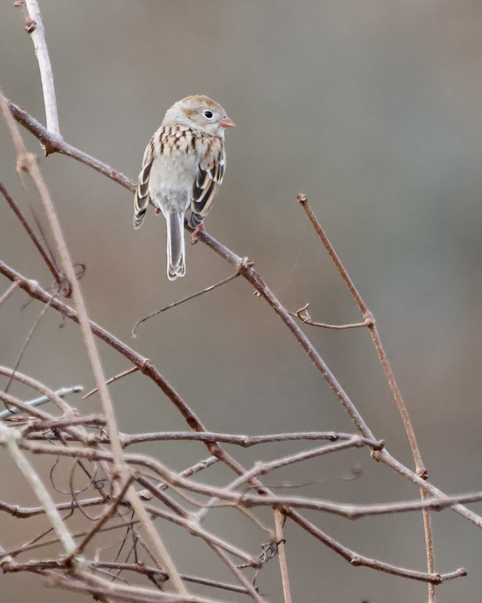 Field Sparrow - ML614645513