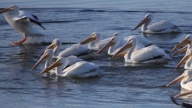 pelikán severoamerický - ML614645921