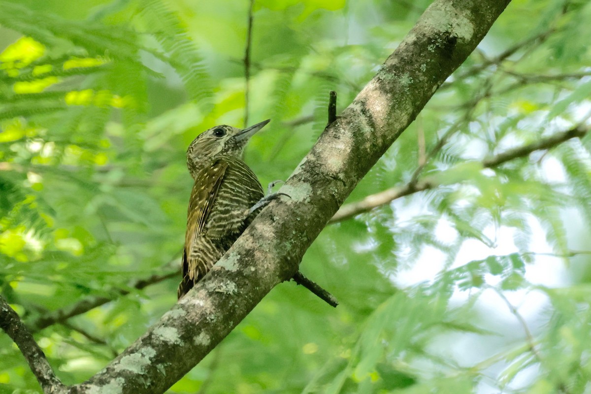 Dot-fronted Woodpecker - Garret Skead