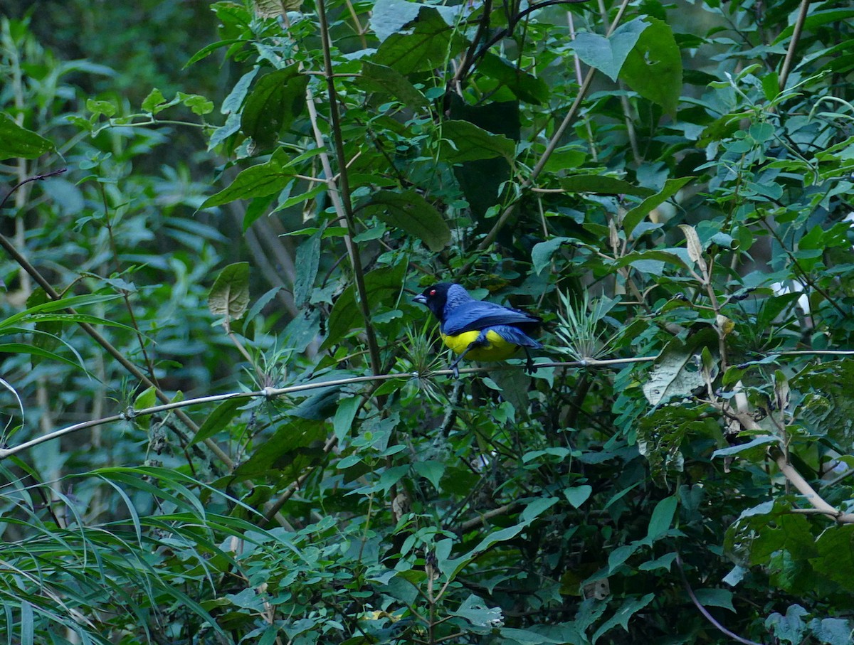 Hooded Mountain Tanager - Jens Thalund
