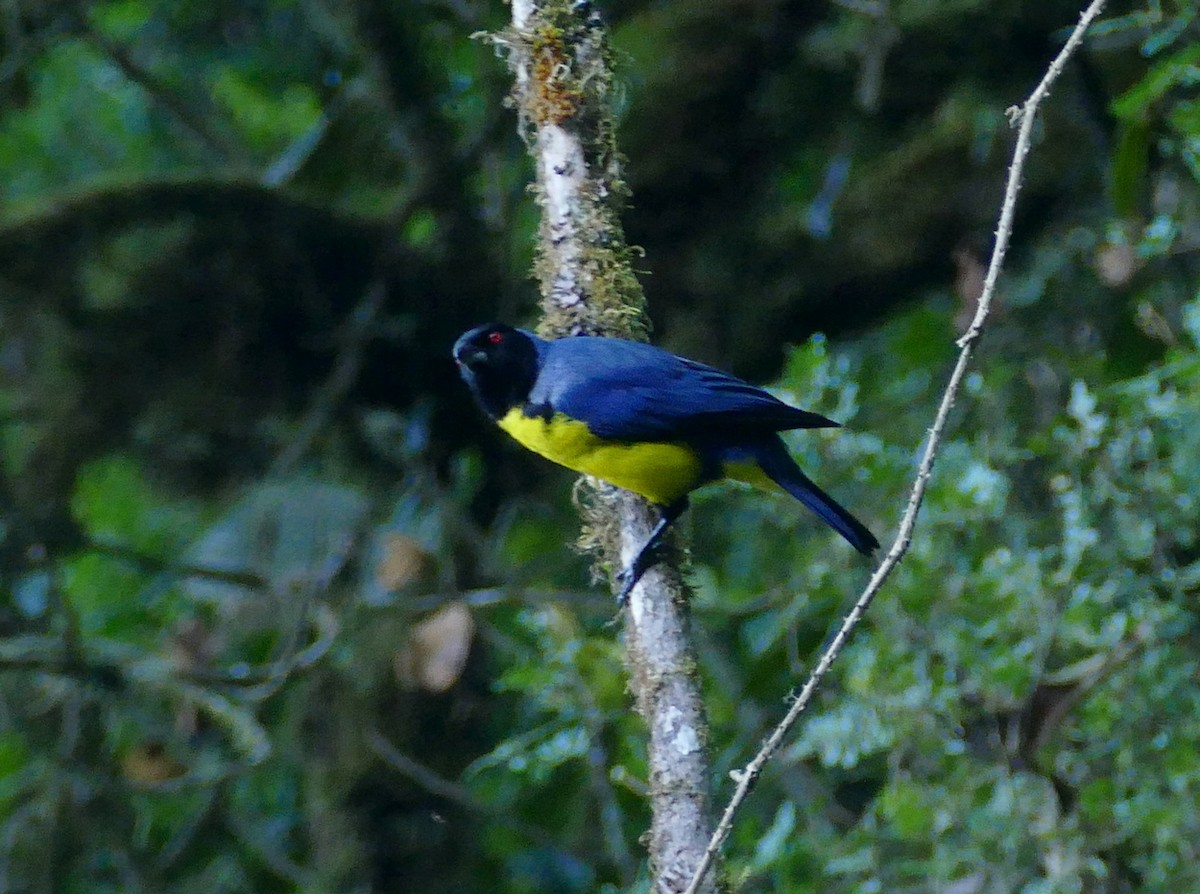 Hooded Mountain Tanager - ML614646199