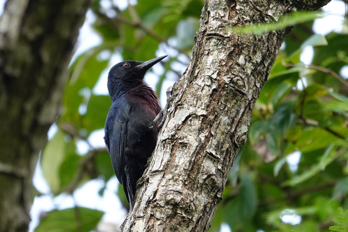 Guadeloupe Woodpecker - Vincent Rufray