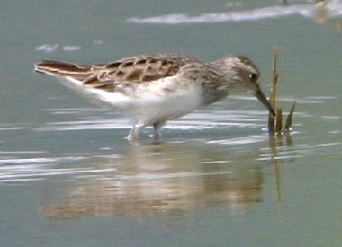 Long-toed Stint - Don Roberson