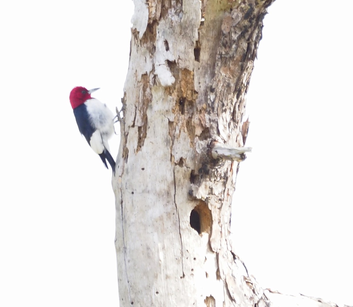 Red-headed Woodpecker - ML614646572