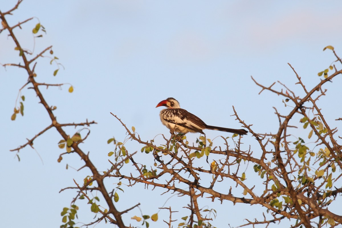 Tanzanian Red-billed Hornbill - ML614646578