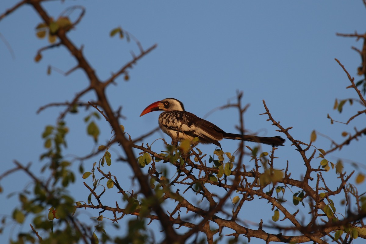 Tanzanian Red-billed Hornbill - ML614646579