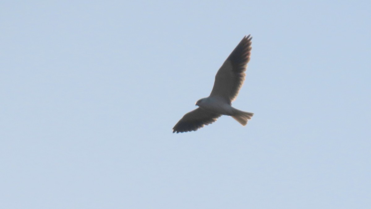 Black-winged Kite - Rajiv R