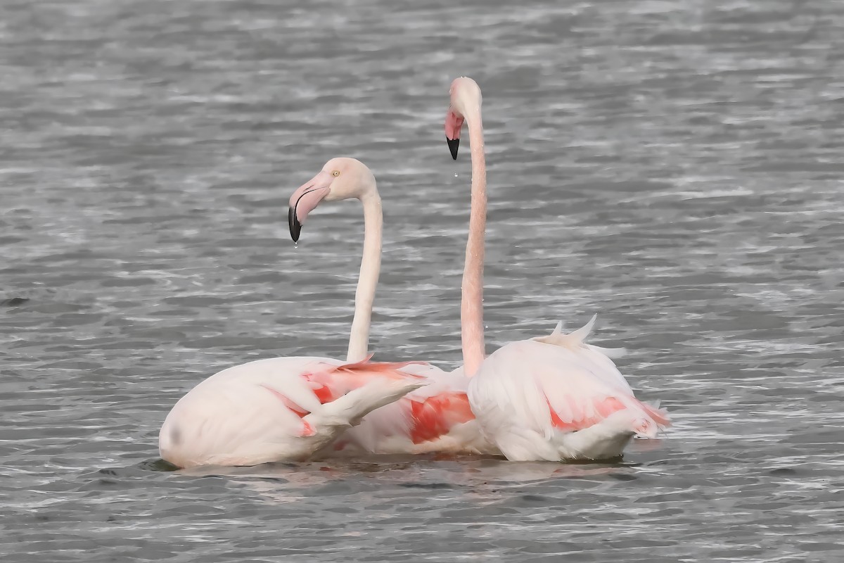 Greater Flamingo - ML614647069