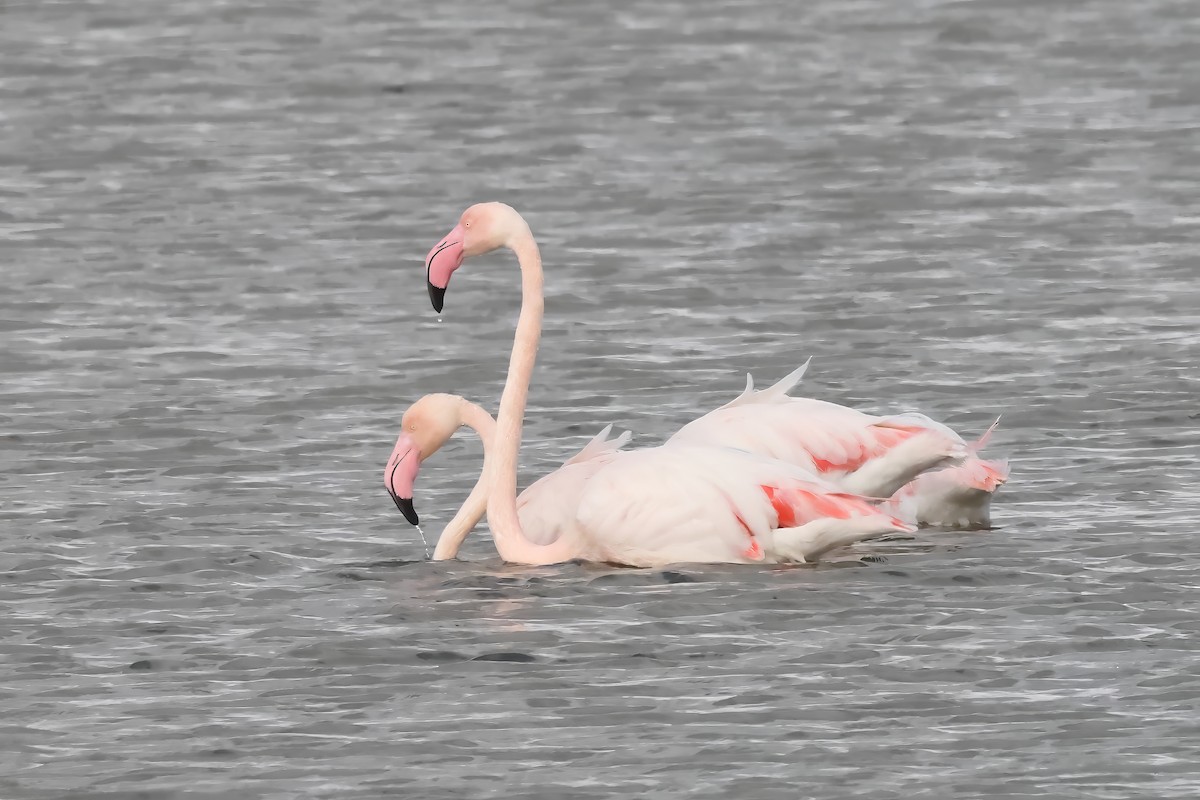 Greater Flamingo - ML614647070