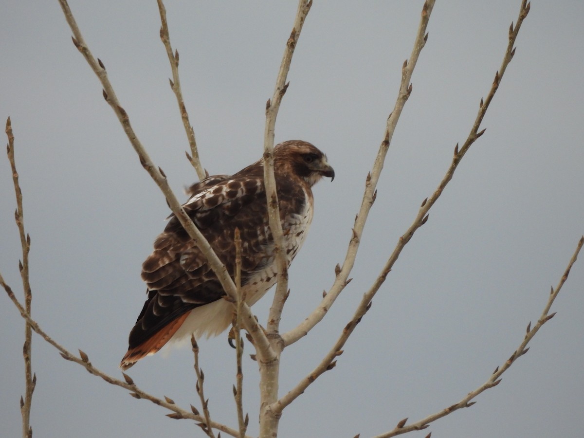 Red-tailed Hawk - ML614647082