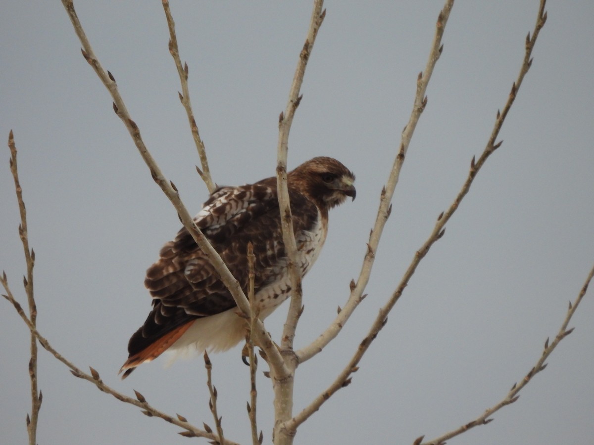 Red-tailed Hawk - ML614647085