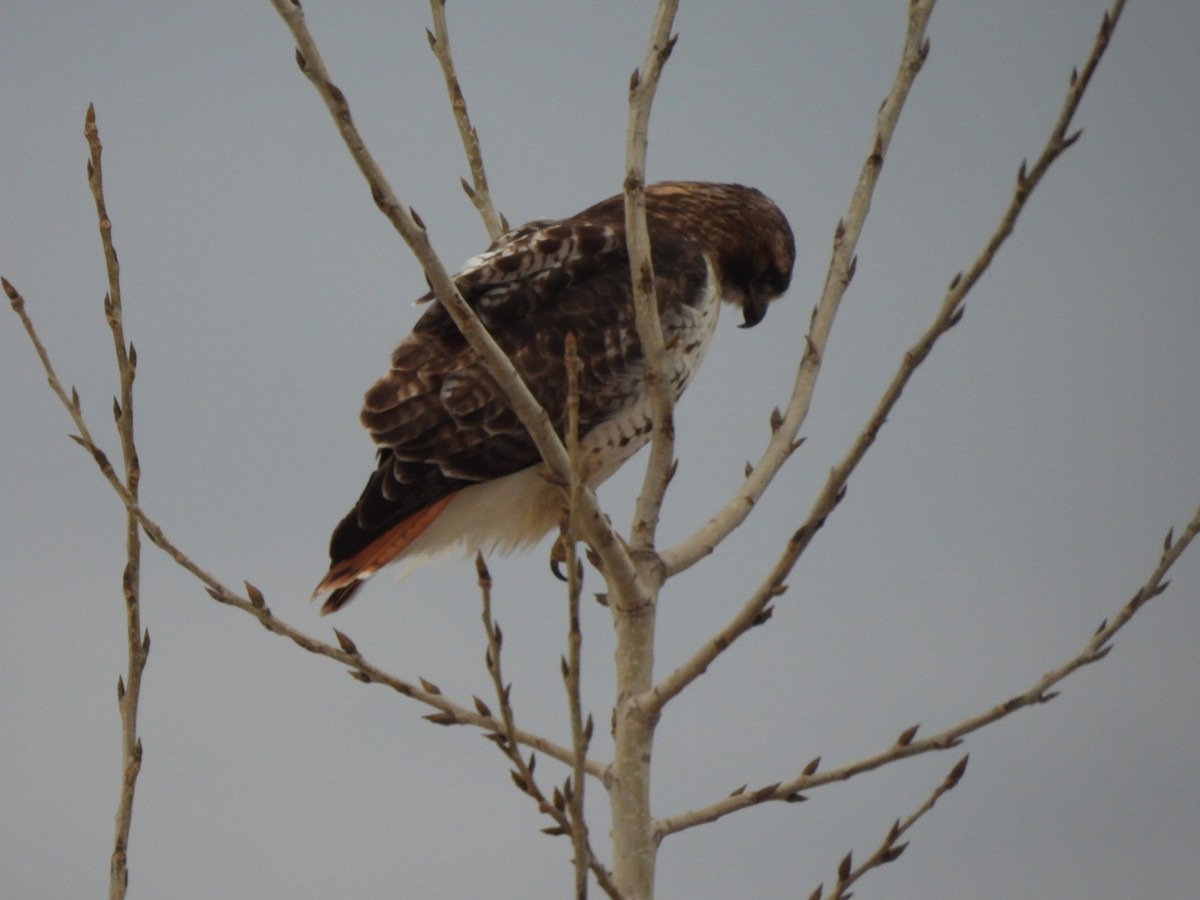 Red-tailed Hawk - ML614647086