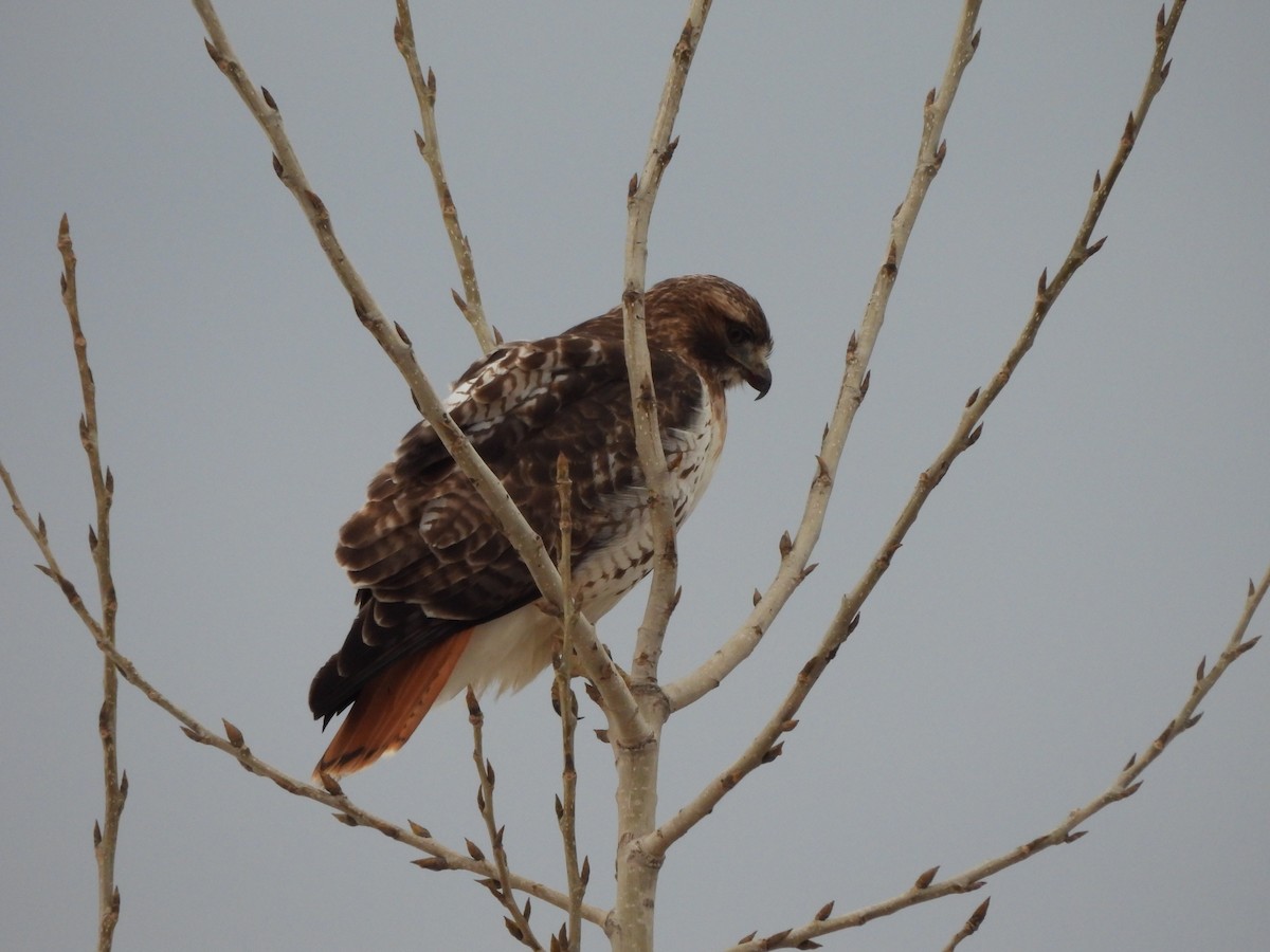 Red-tailed Hawk - ML614647087