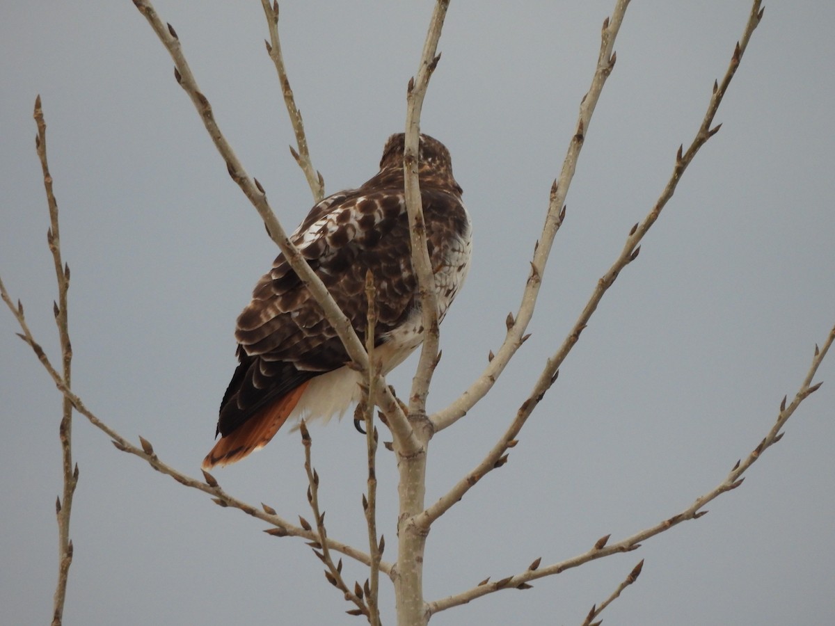 Red-tailed Hawk - ML614647088
