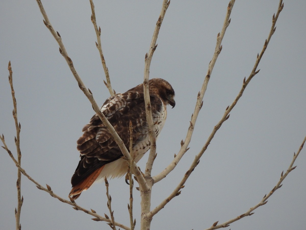 Red-tailed Hawk - ML614647090